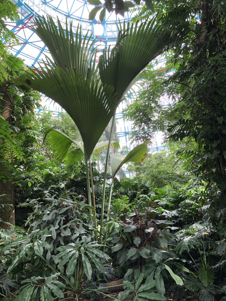 中間這是海椰子樹，是全世界最大種子的植物唷。